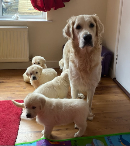 Golden Retriever – lovely golden retriever puppies