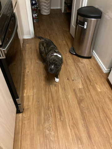 American Bulldog – Rehome pet