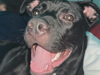 Labrador Retriever – Elvira – Springfield