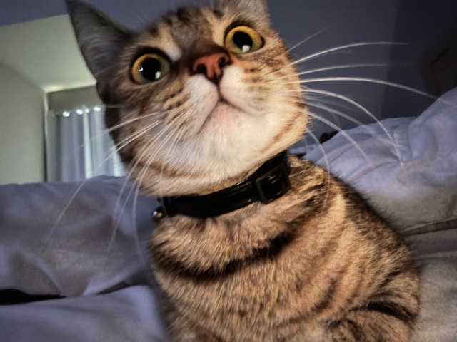 American Shorthair – Cat for sale