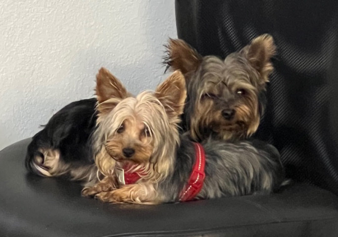 Yorkshire Terrier – certified w/ papers female and male teacup yorkies