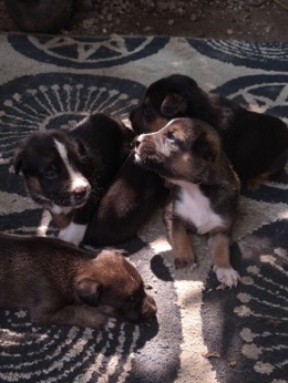 German Shepherd – Hey i have 1MONTH old germain shepherds in bklyn – New York