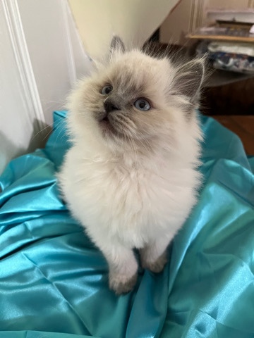 Ragdoll – Super Fluffy Ragdoll Kittens