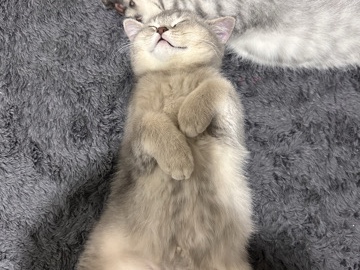 British Longhair – british silver – Beylikdüzü
