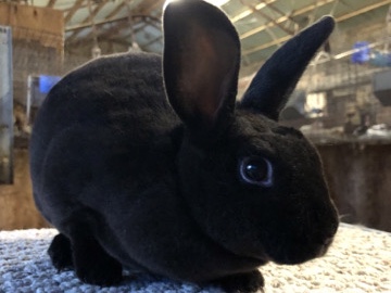 Mini Rex – mini Rex rabbits 🐰