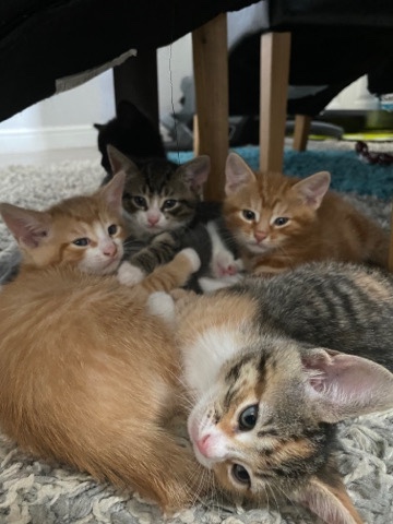 Lovely kittens
