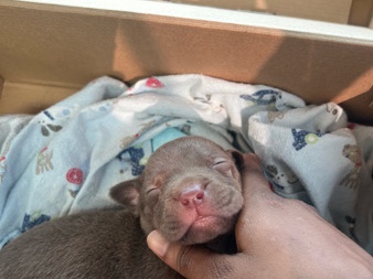 Labrador Retriever – pit bull/ labrador retriever – Pensacola