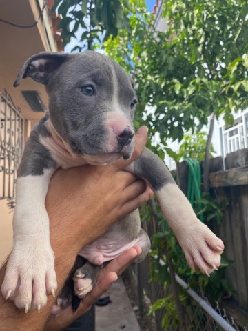 American Pit Bull Terrier – Miami pitbull puppies call ***