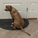 American Pit Bull Terrier – Pitbull boy puppy