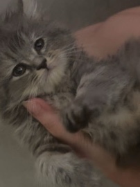 Persian (Modern) – Persian cat – Al Ain