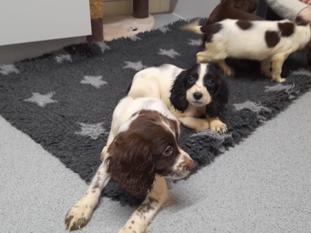 English Cocker Spaniel – Cocker spaniels puppy’s