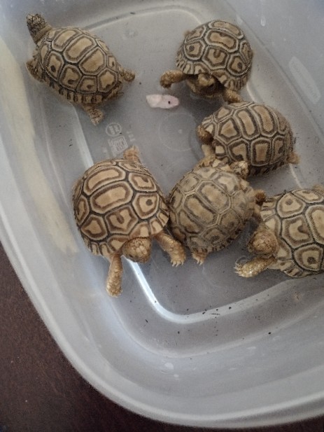 leopard Tortoises