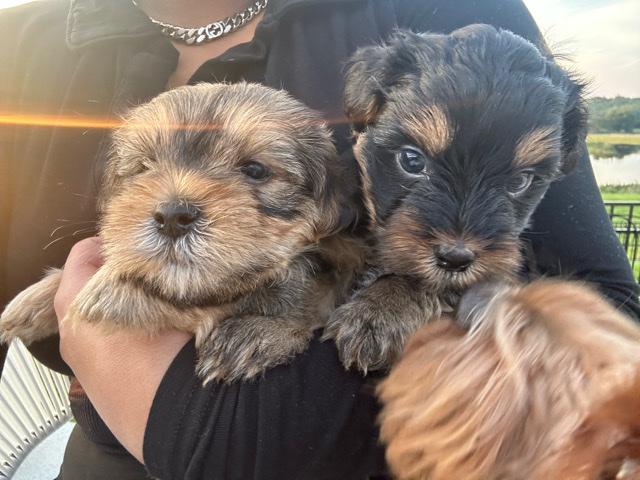 Yorkiepoo