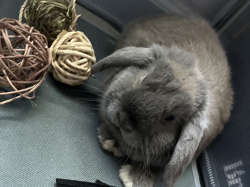 Holland Lop – holland lop bunny with everything he needs – Lodi