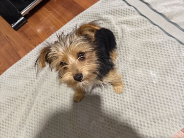 Yorkie Poo – yorkie puppy – El Paso