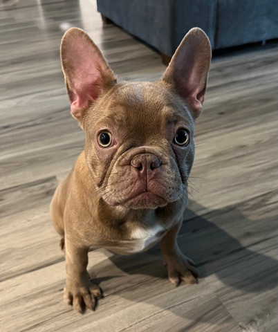 French Bulldog – Rare Isabella Frenchie