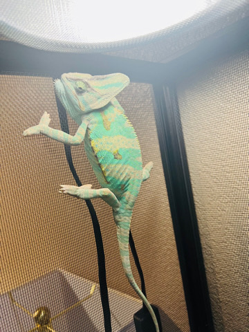 vieled chameleon