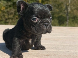 French Bulldog – Frenchie fluffy carrier