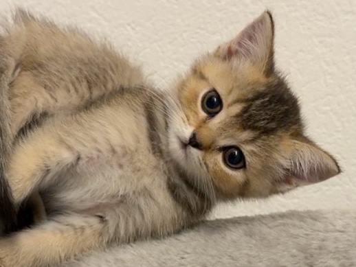 British Shorthair – Wunderschöne BKH Kitten suchen ein neues Zuhause – Emsdetten