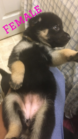 German Shepherd – Tri Colored German Shepherd Mix