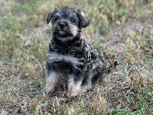 Miniature Schnauzer – **Miniature Schnauzers**