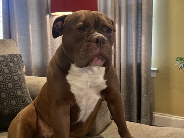 Olde English Bulldogge – Loving Home Needed for Zayn – Bensville