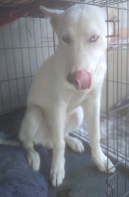petshome%2Fadverts%2FchoJ76jV3AYkNIWI2LXH%2Fmain image