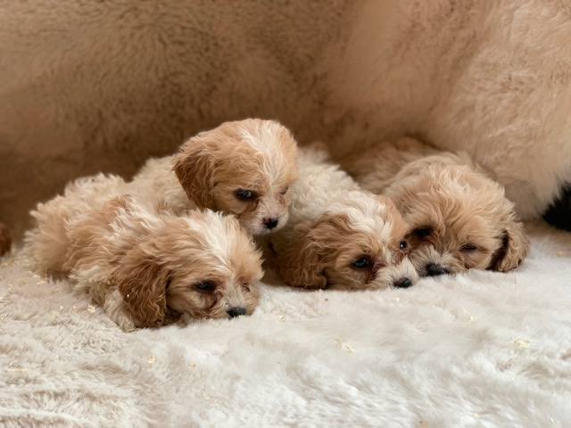Cavalier King Charles Spaniel – cavachon puppies