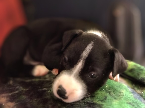 Mixed Breed – mixed breed Rottweiler/pitbull – Aurora