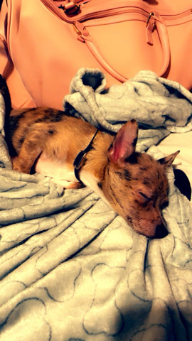 Chihuahua – brindle colored PomChi , 7 months old