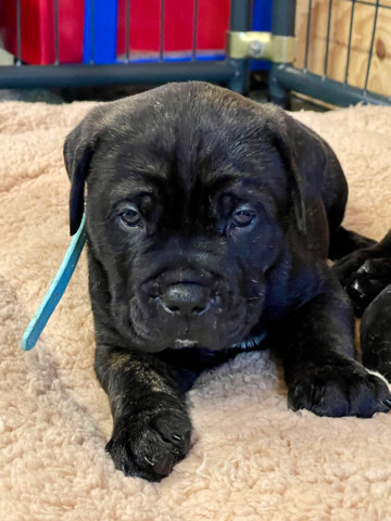Cane Corso – Cane Corso puppies Akc & iccf