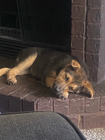 German Shepherd – Beautiful n Playful 1M Full Breed German Shepherd