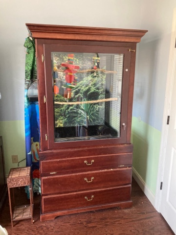 15 year old male Goffin Cockatoo