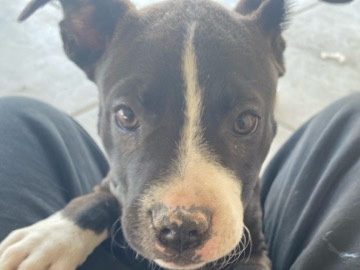 American Pit Bull Terrier – pit bull – Delano