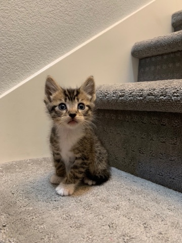 Maine Coon – kittens