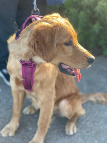 golden retriever puppy