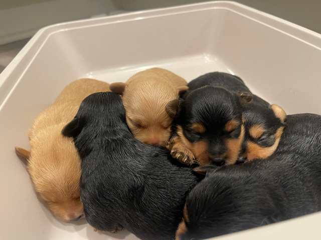 Yorkshire Terrier – Yorkies for sale