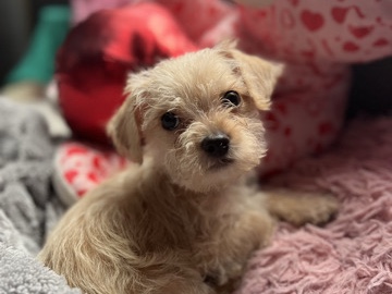 Maltese – looking to rehome maltipoo hi – Brushy Creek