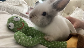 Bunny
