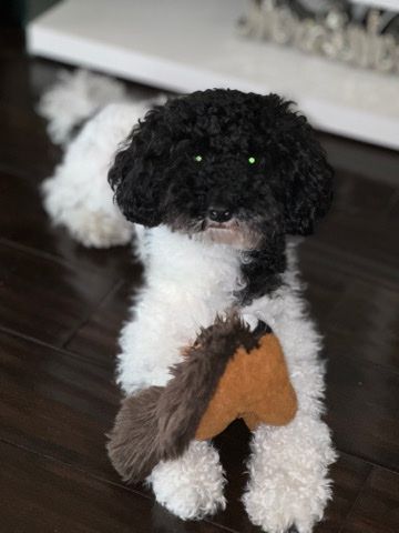 Poodle – Sir is my name