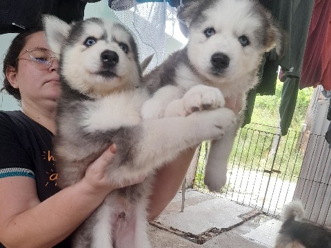 Siberian Husky – filhotes de husky siberiano – Recife