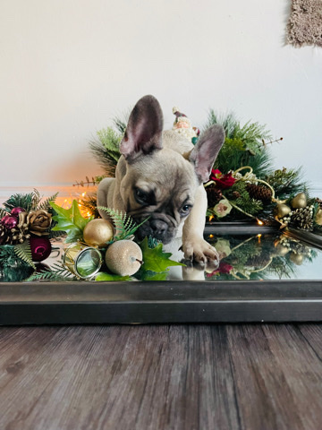 French Bulldog – baby bulldog