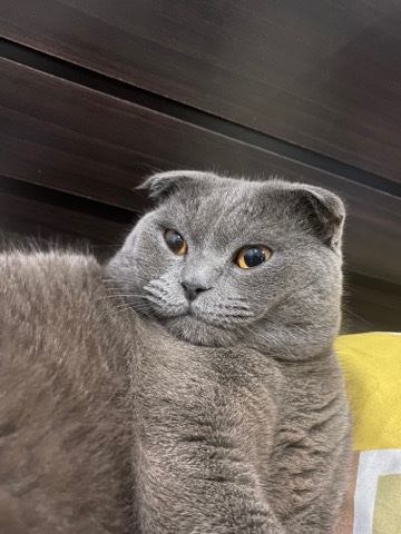 Scottish Fold – Scottish fold for breeding