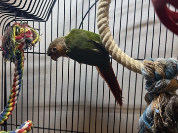 Green Cheek Conure