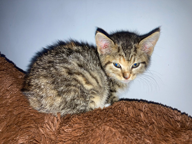 rehome kitten