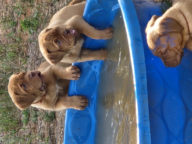 Dogue de Bordeaux – French Mastiff pups available