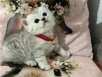 Brazilian Shorthair – Süße Babykatzen suchen ein liebevolles Zuhause – Immendingen