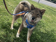 Shikoku – Purebred Shikoku Male – Waxhaw