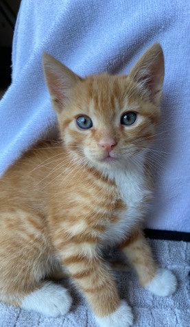 Russian White, Black and Tabby – Beautiful Tabby Kittens