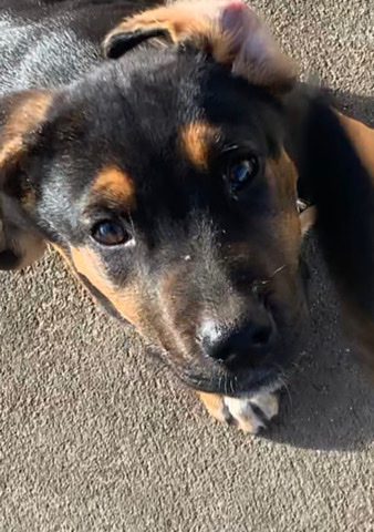 German Shepherd – Selling my fur baby